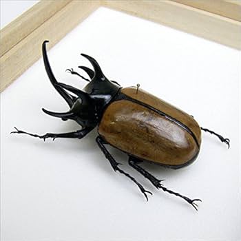 Eupatorus Graulomiris ゴホンツノカブトムシ　標本 Amazon.co.jp: 虫の標本 ゴホンツノカブト Eupatorus